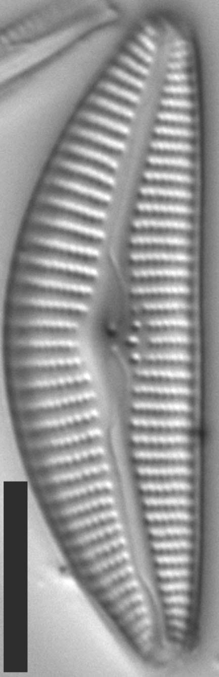 Cymbella Fontinalis 4923 7