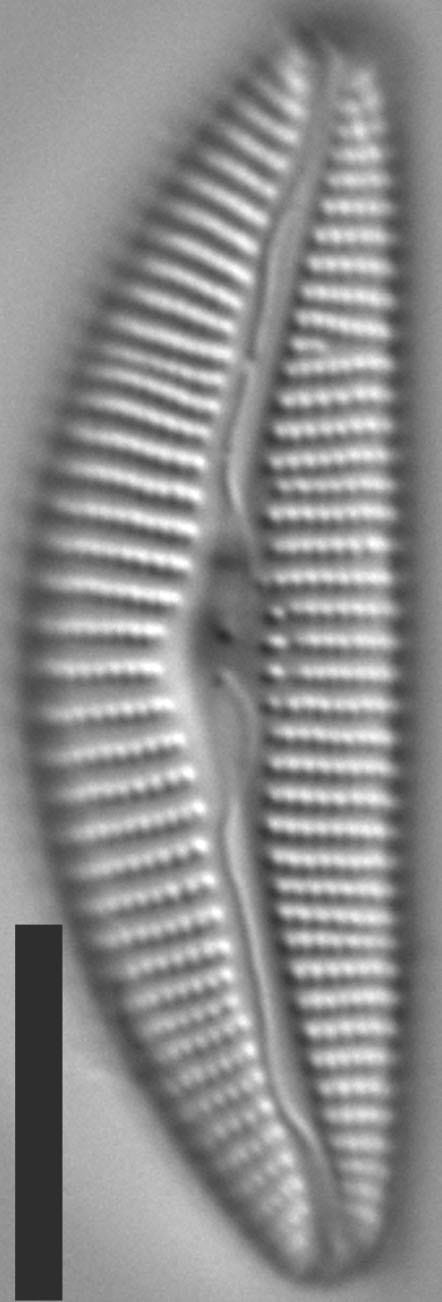 Cymbella Fontinalis 4923 8