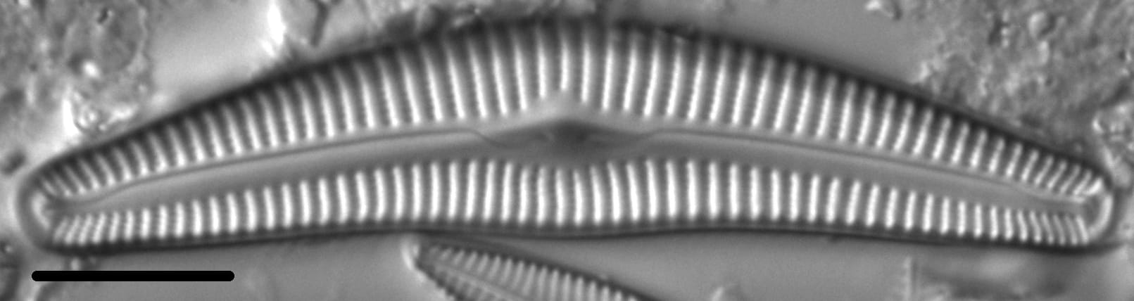 Cymbella alpestris LM2