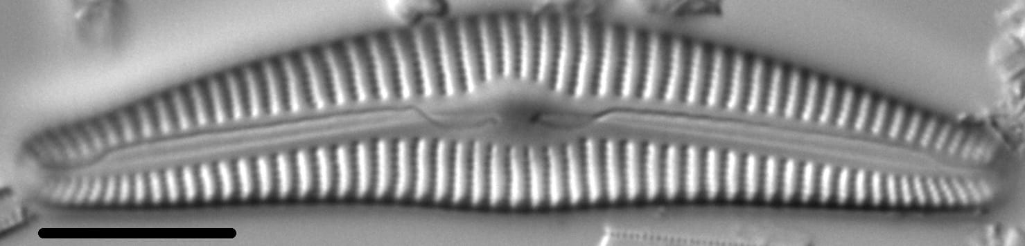 Cymbella alpestris LM3