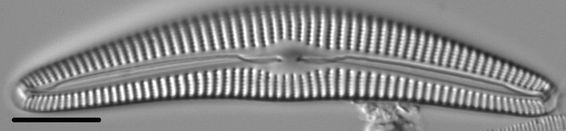 Cymbella alpestris LM1