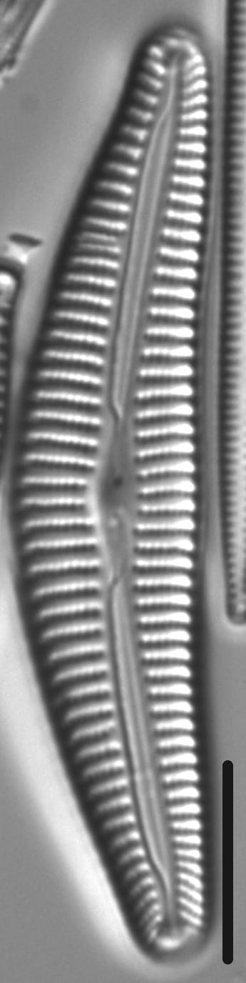 Cymbella alpestris LM5