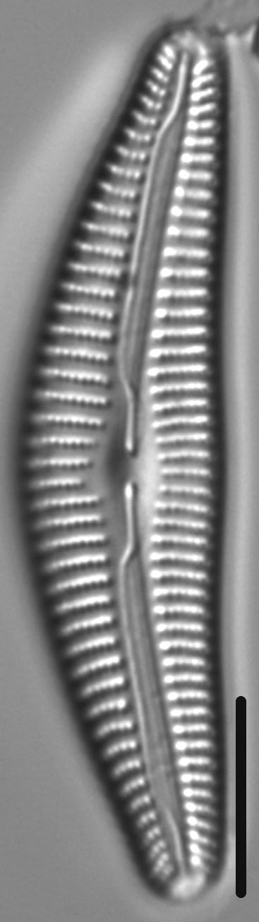 Cymbella alpestris LM6