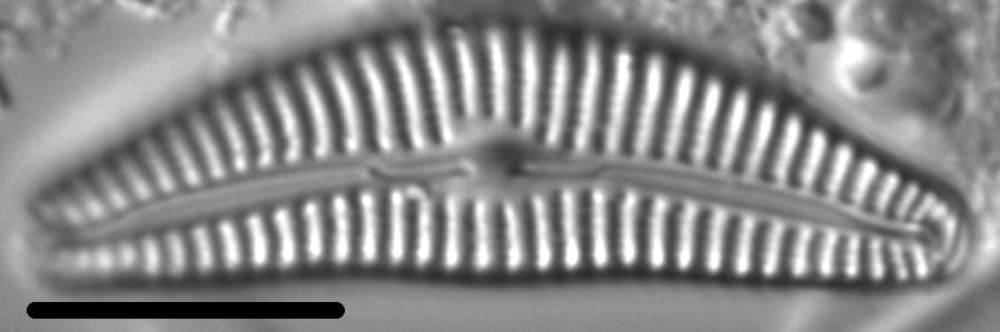 Cymbella hantzschiana LM4