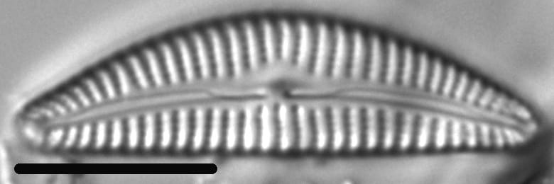 Cymbella hantzschiana LM6