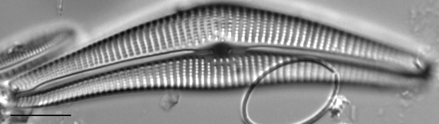 Cymbella Neocistula  L 4 33 1