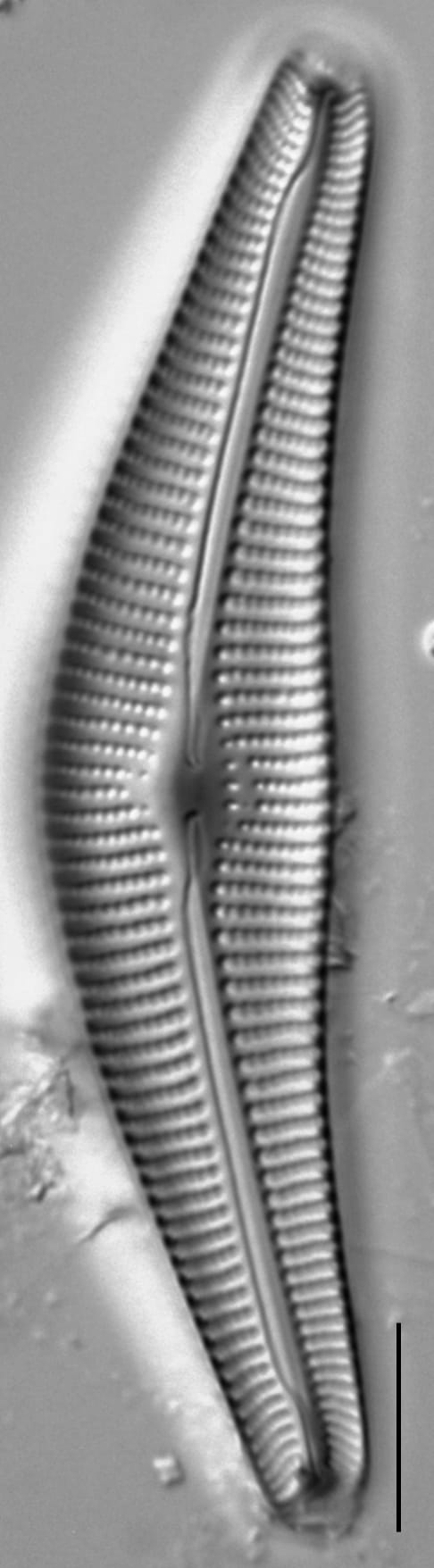 Cymbella Neocistula  L 4 33 2