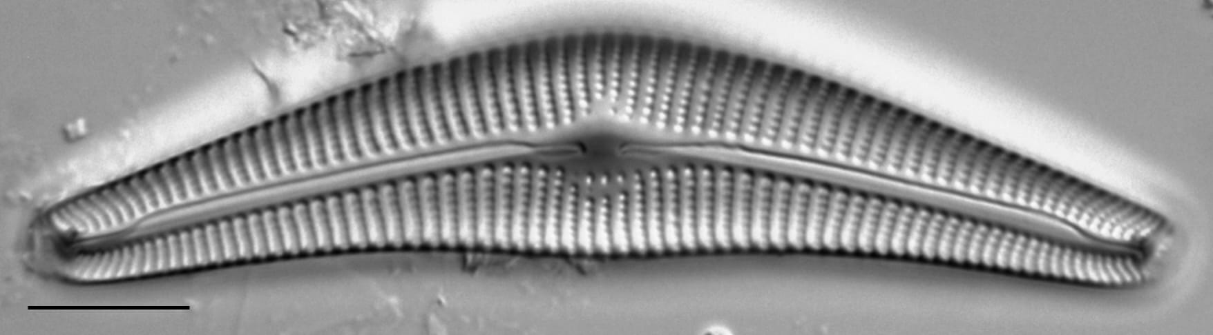 Cymbella Neocistula  L 4 33 2