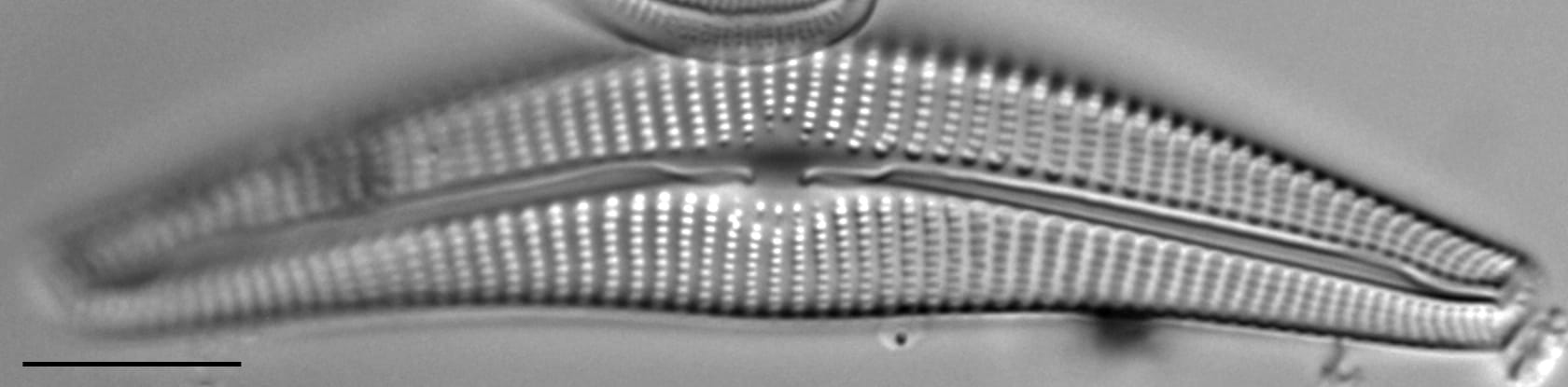 Cymbella Neocistula  L 4 33 3