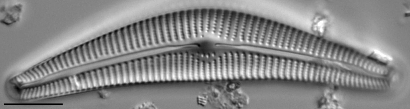 Cymbella Neocistula  L 4 33 4