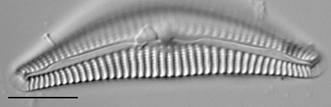 Cymbella Neocistula  L 4 33 5