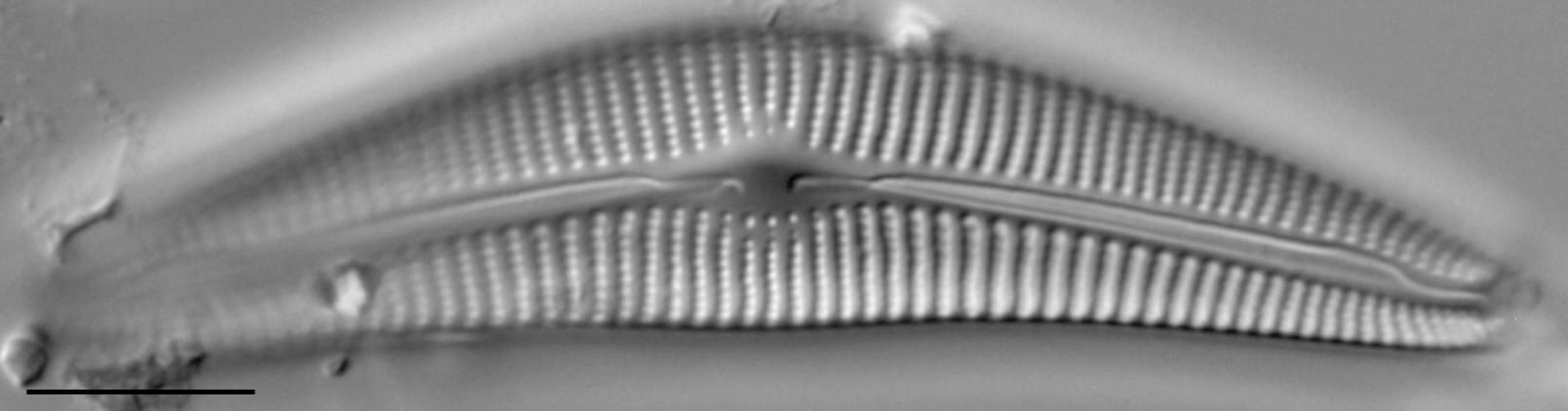 Cymbella Neocistula  L 4 33 6