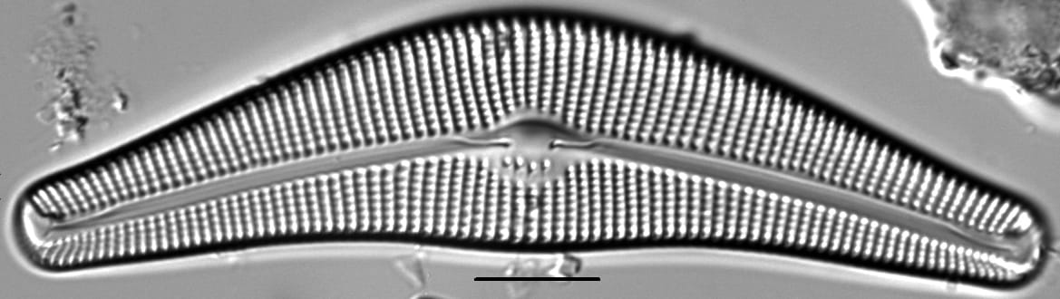 Cymbella Neocistula Islandica2