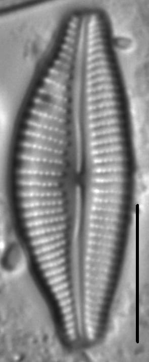 Cymbella Sp 349101 7