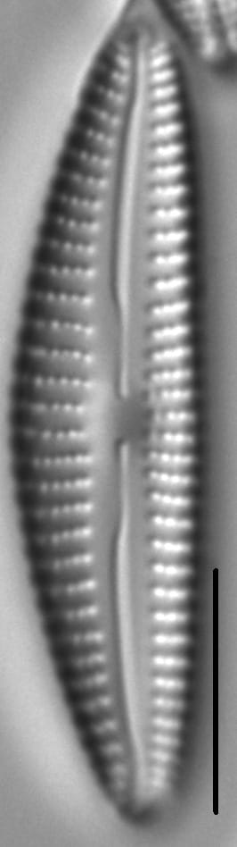 Cymbella Subleptoceros2