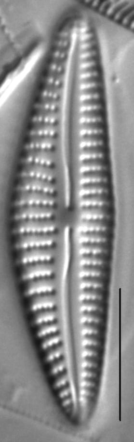 Cymbella Subleptoceros4