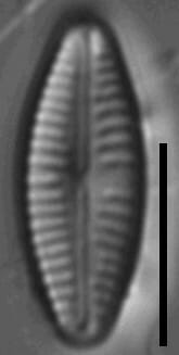 Cymbellafalsa diluviana LM 3