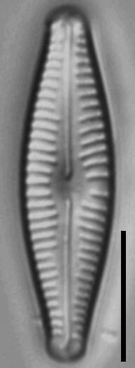 Cymbellafalsa diluviana MARL105800 1