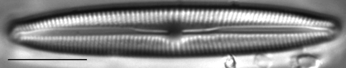 Cymbopleura inceriformis v laterostrata LM2