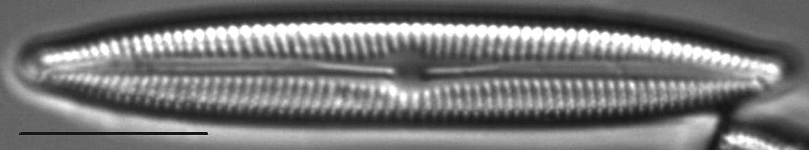 Cymbopleura inceriformis v laterostrata LM3