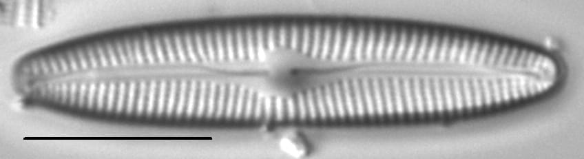Cymbopleura inceriformis v laterostrata LM6