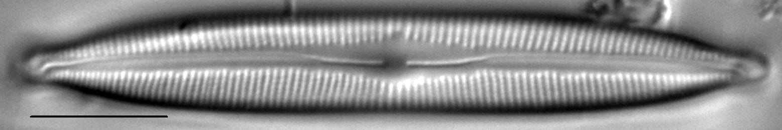 Cymbopleura incertiformis var. linearis LM1