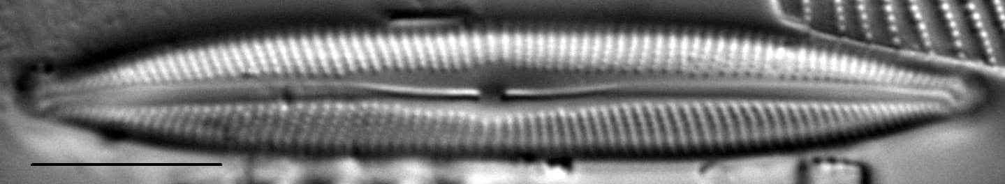 Cymbopleura incertiformis var. linearis LM3