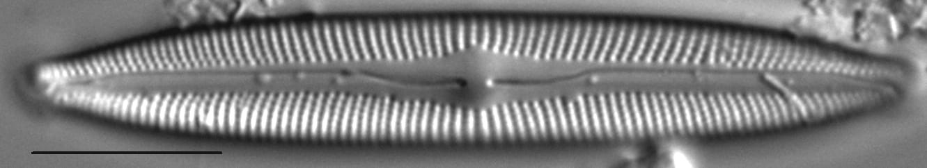 Cymbopleura incertiformis var. linearis LM4