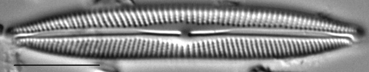 Cymbopleura incertiformis var. linearis LM7