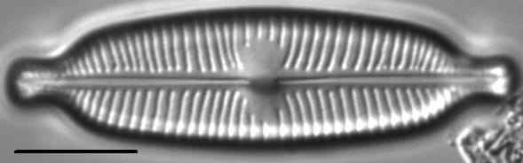 Cymbopleura elliptica LM4