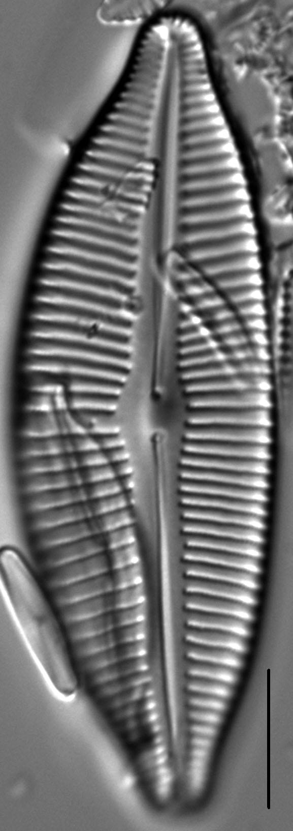 Cymbopleura lata LM5