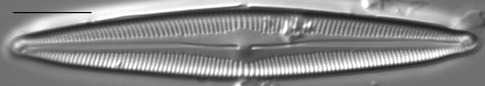 Cymbopleura metzeltinii LM3