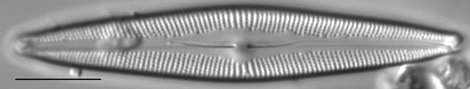 Cymbopleura metzeltinii LM5