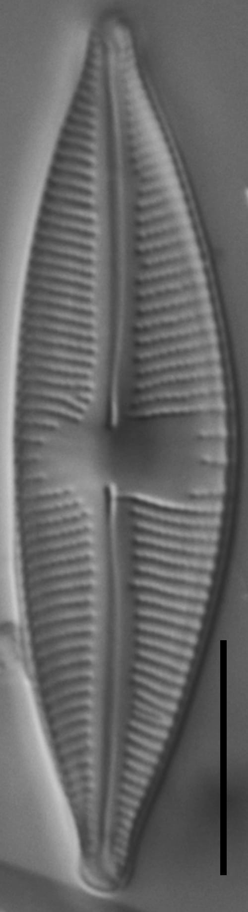 Cymbopleura stauroneiformis LM6