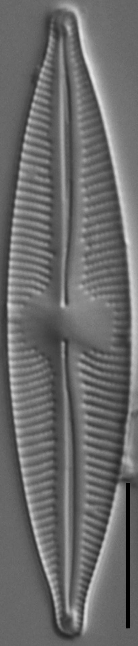 Cymbopleura stauroneiformis LM4