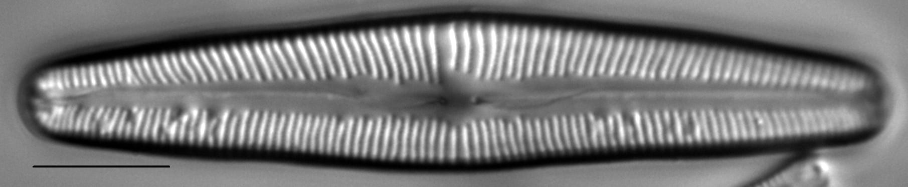 Cymbopleura florentina LM1