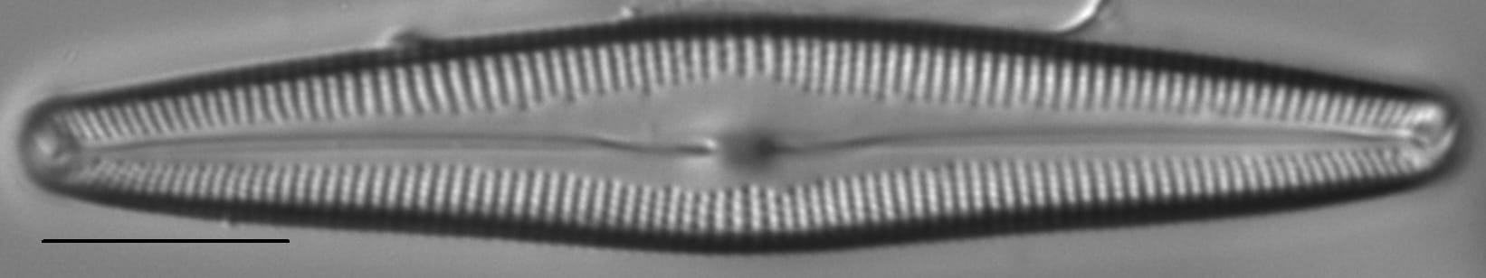 Cymbopleura florentina LM2