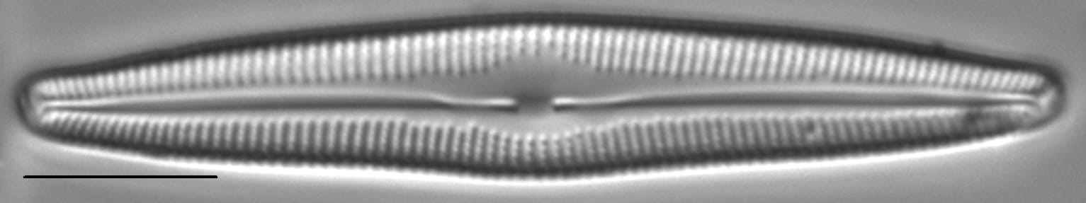 Cymbopleura florentina LM3