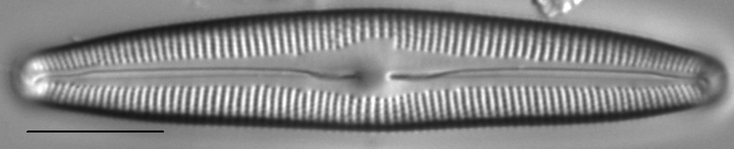 Cymbopleura florentina LM4