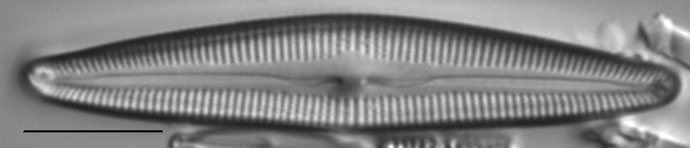 Cymbopleura florentina LM6