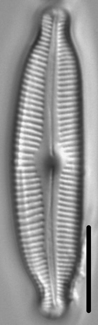 Cymbopleura Fluminea 4