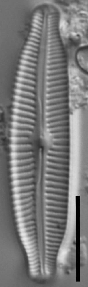 Cymbopleura linearis LM6