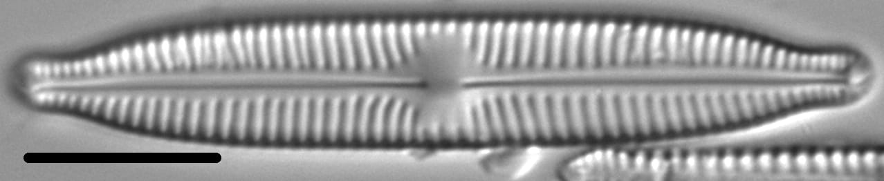 Cymbopleura hybrida LM2