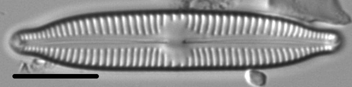 Cymbopleura hybrida LM4