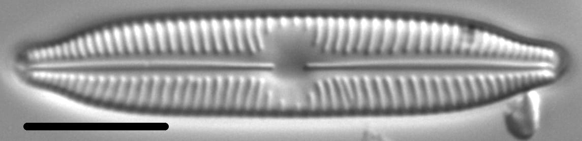 Cymbopleura hybrida LM5