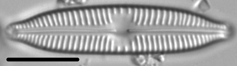 Cymbopleura hybrida LM6