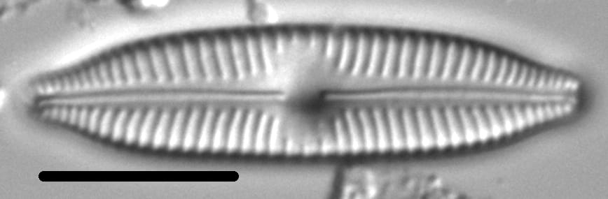 Cymbopleura hybrida LM7