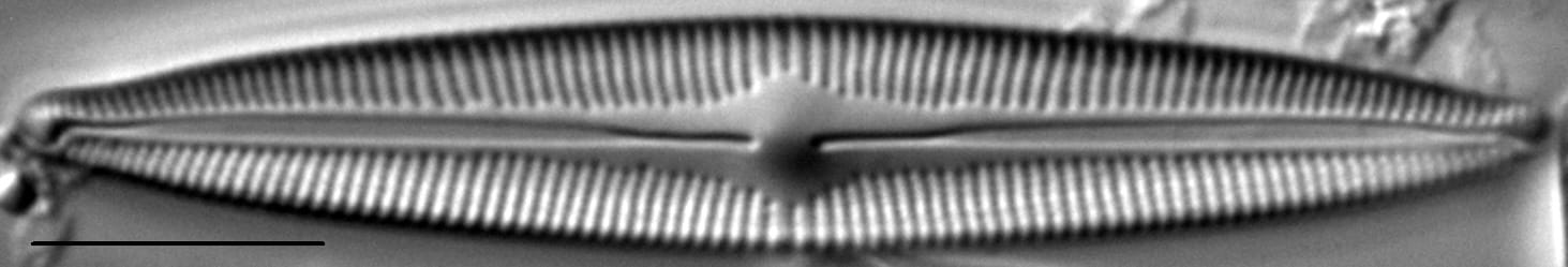 Cymbopleura Incertiformis 0