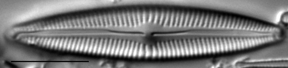 Cymbopleura Incertiformis 4