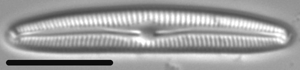 Cymbopleura Tundraphila LM1